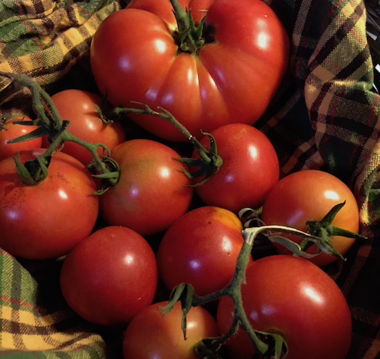 tomato-bunch